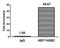 Histone Cluster 1 H2B Family Member I antibody, orb516377, Biorbyt, Chromatin Immunoprecipitation image 
