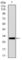 Purinergic Receptor P2Y13 antibody, abx015951, Abbexa, Western Blot image 