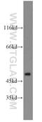 Activity Regulated Cytoskeleton Associated Protein antibody, 16290-1-AP, Proteintech Group, Western Blot image 