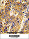 Methionine Sulfoxide Reductase B2 antibody, 62-567, ProSci, Immunohistochemistry paraffin image 