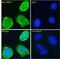 Aldehyde Dehydrogenase 6 Family Member A1 antibody, 42-678, ProSci, Western Blot image 