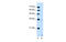Solute Carrier Family 25 Member 39 antibody, MBS5302026, MyBioSource, Western Blot image 