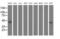 NGG1 Interacting Factor 3 Like 1 antibody, MA5-25719, Invitrogen Antibodies, Western Blot image 