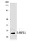 Ras-related protein Rab-7L1 antibody, LS-C200556, Lifespan Biosciences, Western Blot image 
