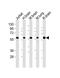 Protein Phosphatase 2 Scaffold Subunit Abeta antibody, M05756, Boster Biological Technology, Western Blot image 