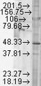 Glycogen Synthase Kinase 3 Beta antibody, LS-C229629, Lifespan Biosciences, Western Blot image 