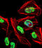 Tripartite Motif Containing 28 antibody, abx026480, Abbexa, Immunocytochemistry image 