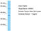 Olfactory Receptor Family 5 Subfamily R Member 1 (Gene/Pseudogene) antibody, TA332313, Origene, Western Blot image 