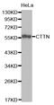 Cortactin antibody, LS-C331127, Lifespan Biosciences, Western Blot image 