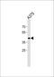 Signal Regulatory Protein Beta 1 antibody, PA5-35262, Invitrogen Antibodies, Western Blot image 