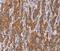 Intercellular Adhesion Molecule 5 antibody, MBS2520272, MyBioSource, Immunohistochemistry frozen image 