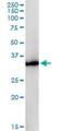 Glycerol-3-Phosphate Dehydrogenase 1 antibody, H00002819-M01, Novus Biologicals, Western Blot image 