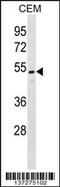 One Cut Homeobox 2 antibody, 59-140, ProSci, Western Blot image 