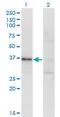 Ribokinase antibody, MA5-22462, Invitrogen Antibodies, Western Blot image 
