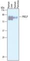 Proline And Arginine Rich End Leucine Rich Repeat Protein antibody, AF6447, R&D Systems, Western Blot image 