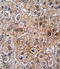 Bone Morphogenetic Protein Receptor Type 2 antibody, abx031368, Abbexa, Flow Cytometry image 