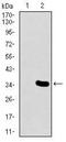 Mesoderm posterior protein 2 antibody, MA5-17121, Invitrogen Antibodies, Western Blot image 