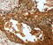 Pentraxin 3 antibody, MBS2517798, MyBioSource, Immunohistochemistry paraffin image 