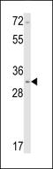 Calponin 1 antibody, LS-C168279, Lifespan Biosciences, Western Blot image 