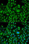 Heat Shock Protein Family A (Hsp70) Member 1 Like antibody, 18-349, ProSci, Immunofluorescence image 