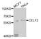 CUGBP Elav-Like Family Member 2 antibody, MBS9126912, MyBioSource, Western Blot image 