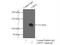 Ubiquitin Specific Peptidase 15 antibody, 14354-1-AP, Proteintech Group, Immunoprecipitation image 