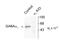 Gamma-Aminobutyric Acid Type A Receptor Alpha1 Subunit antibody, TA309124, Origene, Western Blot image 