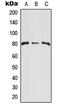 CD248 Molecule antibody, LS-C353506, Lifespan Biosciences, Western Blot image 