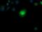 Chaperonin Containing TCP1 Subunit 8 Like 2 antibody, NBP2-46114, Novus Biologicals, Immunofluorescence image 