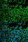 LDM antibody, A6252, ABclonal Technology, Immunofluorescence image 