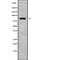 Striatin antibody, abx218808, Abbexa, Western Blot image 