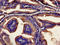 Ubiquilin 2 antibody, LS-C675091, Lifespan Biosciences, Immunohistochemistry paraffin image 