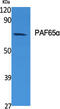 TATA-Box Binding Protein Associated Factor 6 Like antibody, GTX34249, GeneTex, Western Blot image 