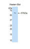 Peptidase Inhibitor 16 antibody, LS-C301210, Lifespan Biosciences, Western Blot image 
