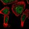 Neudesin Neurotrophic Factor antibody, HPA026763, Atlas Antibodies, Immunofluorescence image 