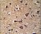 Glutaredoxin 2 antibody, PA5-14187, Invitrogen Antibodies, Immunohistochemistry paraffin image 