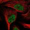 E2F Transcription Factor 6 antibody, NBP2-69000, Novus Biologicals, Immunofluorescence image 