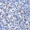 Ubiquitin Like With PHD And Ring Finger Domains 1 antibody, LS-C332075, Lifespan Biosciences, Immunohistochemistry frozen image 
