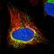 RasGEF Domain Family Member 1C antibody, NBP1-81964, Novus Biologicals, Immunofluorescence image 