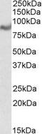 Regulator Of MON1-CCZ1 antibody, GTX88992, GeneTex, Western Blot image 