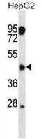 CXADR Like Membrane Protein antibody, AP50265PU-N, Origene, Western Blot image 