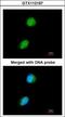 Lysine Acetyltransferase 5 antibody, GTX112197, GeneTex, Immunocytochemistry image 