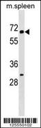 Kelch Like Family Member 22 antibody, 59-684, ProSci, Western Blot image 