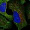 C-Terminal Src Kinase antibody, NBP1-85951, Novus Biologicals, Immunofluorescence image 