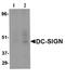 CD209 Molecule antibody, ab5715, Abcam, Western Blot image 