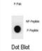 G2/mitotic-specific cyclin-B2 antibody, abx032247, Abbexa, Dot Blot image 