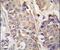 Aconitase 2 antibody, PA5-14500, Invitrogen Antibodies, Immunohistochemistry paraffin image 