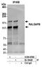 Ral GTPase Activating Protein Non-Catalytic Beta Subunit antibody, A304-959A, Bethyl Labs, Immunoprecipitation image 