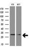 TAL BHLH Transcription Factor 1, Erythroid Differentiation Factor antibody, M00944-1, Boster Biological Technology, Western Blot image 