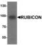 Rubicon Autophagy Regulator antibody, MBS153396, MyBioSource, Western Blot image 